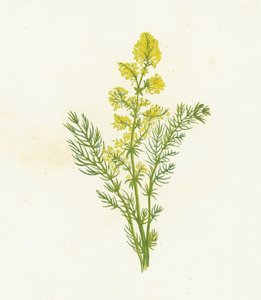 Caglio zolfino